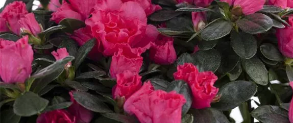 DIE ZIMMERAZALEE  DIE ZIMMERAZALEE