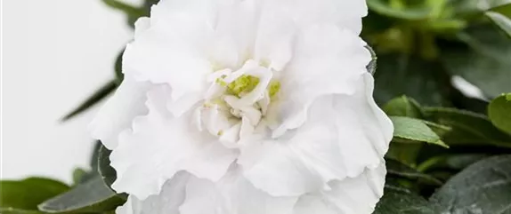 DIE ZIMMERAZALEE  DIE ZIMMERAZALEE