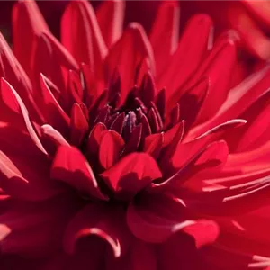 DAHLIEN - BLüHWUNDER IM HOCHSOMMER DAHLIEN - BLüHWUNDER IM HOCHSOMMER