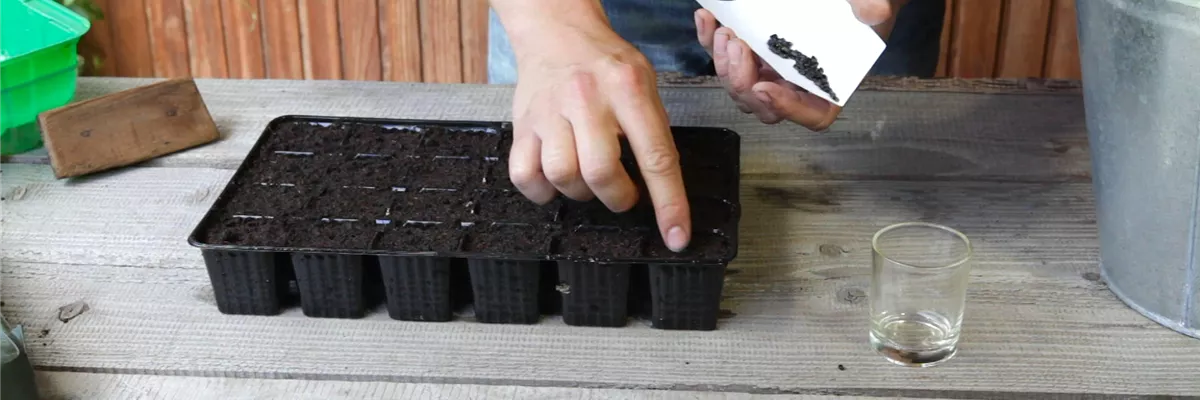 Sonnenblumen - Aussäen von Samen (thumbnail) Sonnenblumen - Aussäen von Samen (thumbnail)