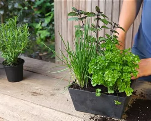 Kräutertopf - Bepflanzen