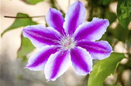 CLEMATIS!
