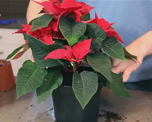 Weihnachtsstern - Einpflanzen in ein Gefäß